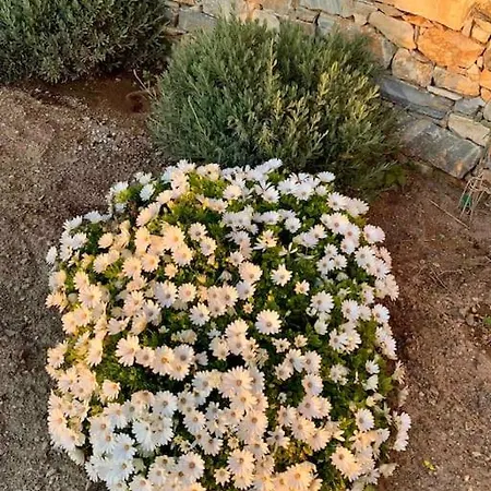Marikos House, Pyrgaki Alyko Naxos Ferienhaus Aliko Beach